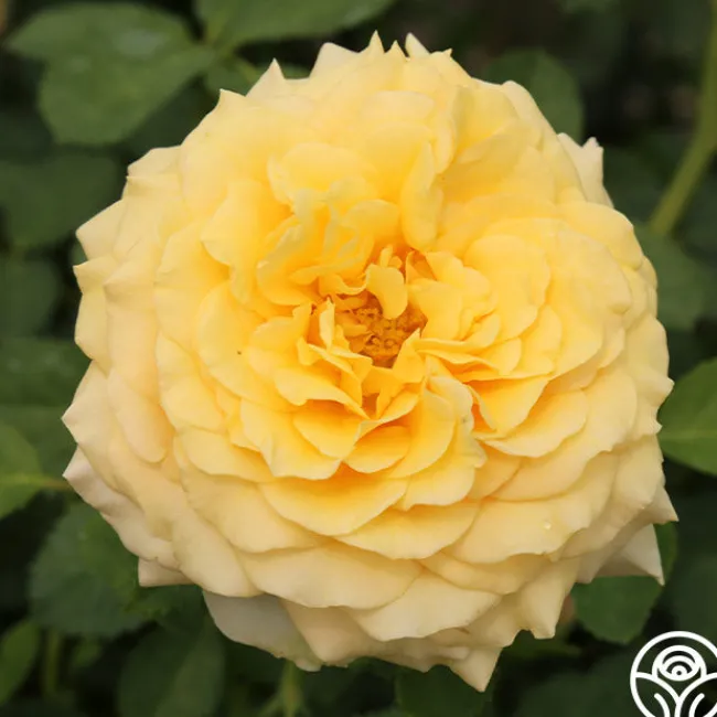 Sunbelt® Tupelo Honey™>Heirloom Roses Hot
