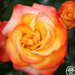 Sunita™>Heirloom Roses Hot
