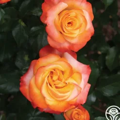 Sunita™>Heirloom Roses Hot
