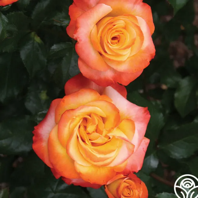 Sunita™>Heirloom Roses Hot