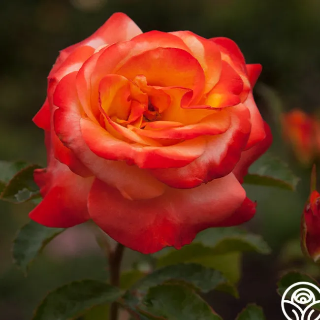 Sunita™>Heirloom Roses Hot