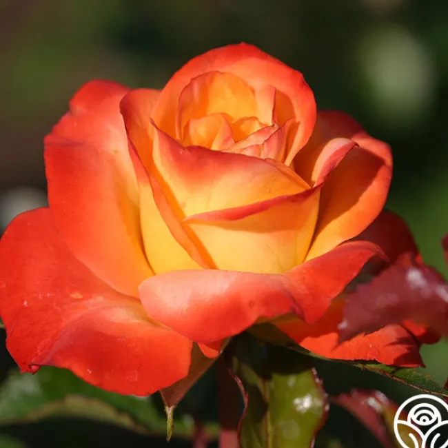 Sunita™>Heirloom Roses Hot