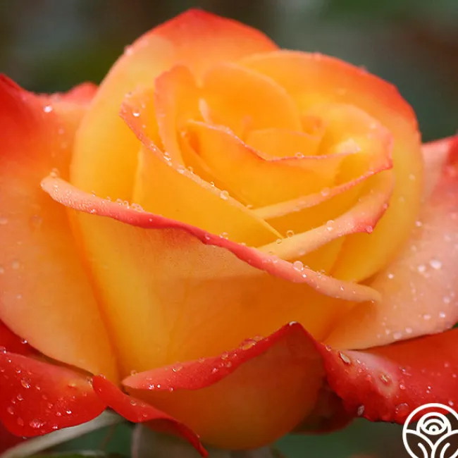 Sunita™>Heirloom Roses Hot