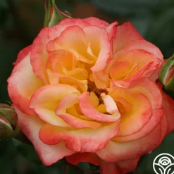 Sunita™><noscript><img width=
