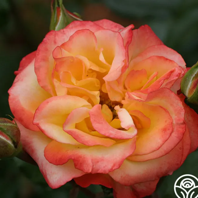 Sunita™>Heirloom Roses Hot