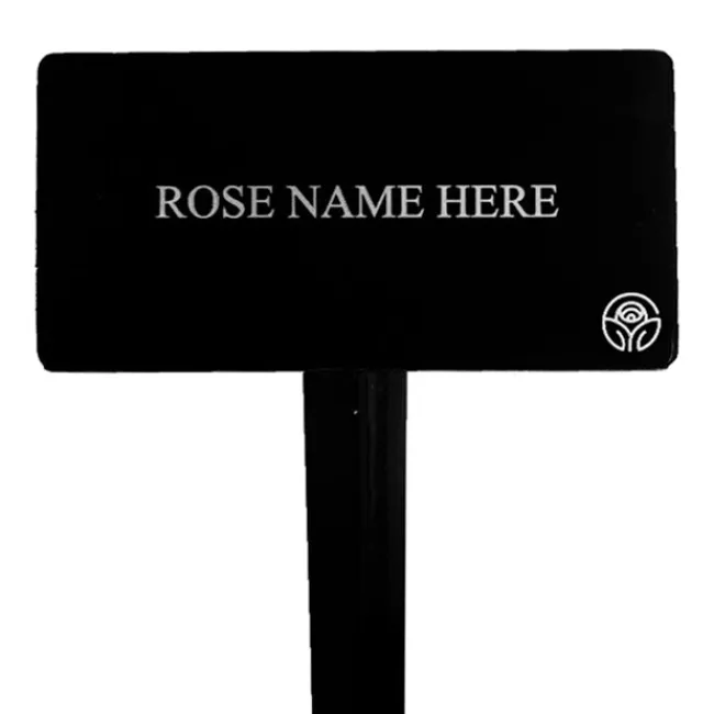 Sunita™ Stake>Heirloom Roses New