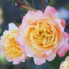 Sunny Abundance>Heirloom Roses Clearance
