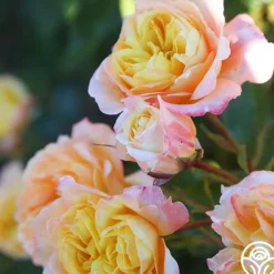 Sunny Abundance>Heirloom Roses Clearance