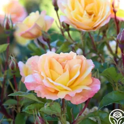 Sunny Abundance><noscript><img width=
