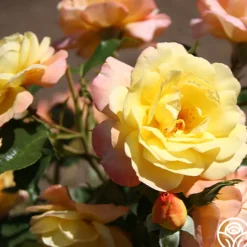 Sunny Abundance><noscript><img width=