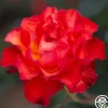Sunrise At Heirloom™>Heirloom Roses Online