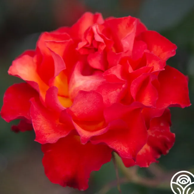 Sunrise At Heirloom™>Heirloom Roses Online