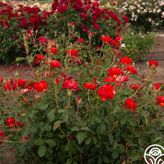 Sunrise At Heirloom™>Heirloom Roses Online