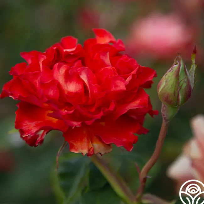 Sunrise At Heirloom™>Heirloom Roses Online