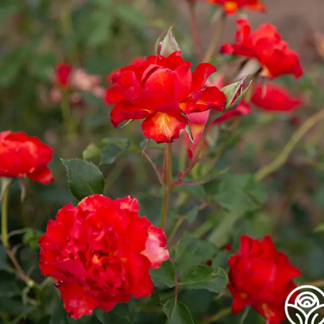 Sunrise At Heirloom™>Heirloom Roses Online