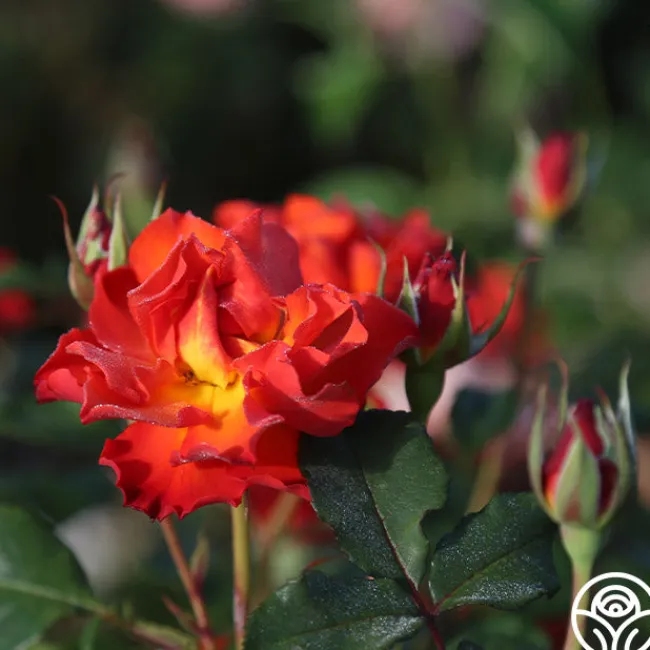 Sunrise At Heirloom™>Heirloom Roses Online