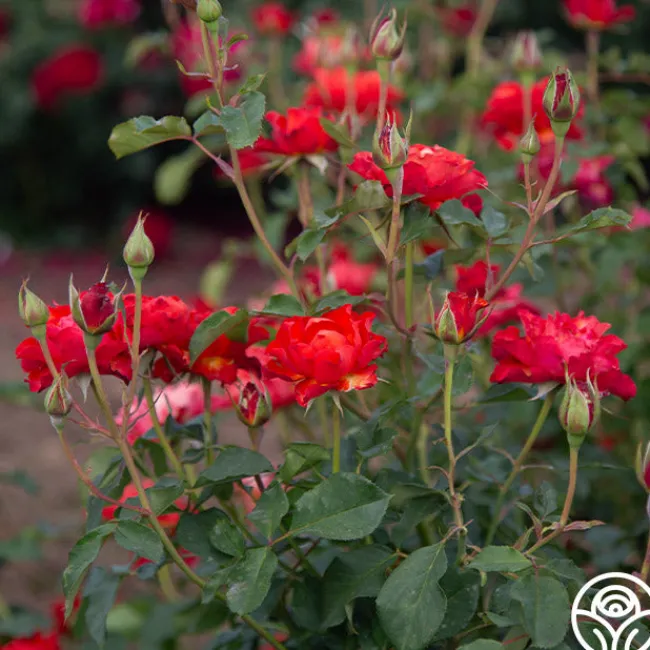 Sunrise At Heirloom™>Heirloom Roses Online