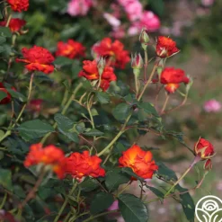 Sunrise At Heirloom™><noscript><img width=