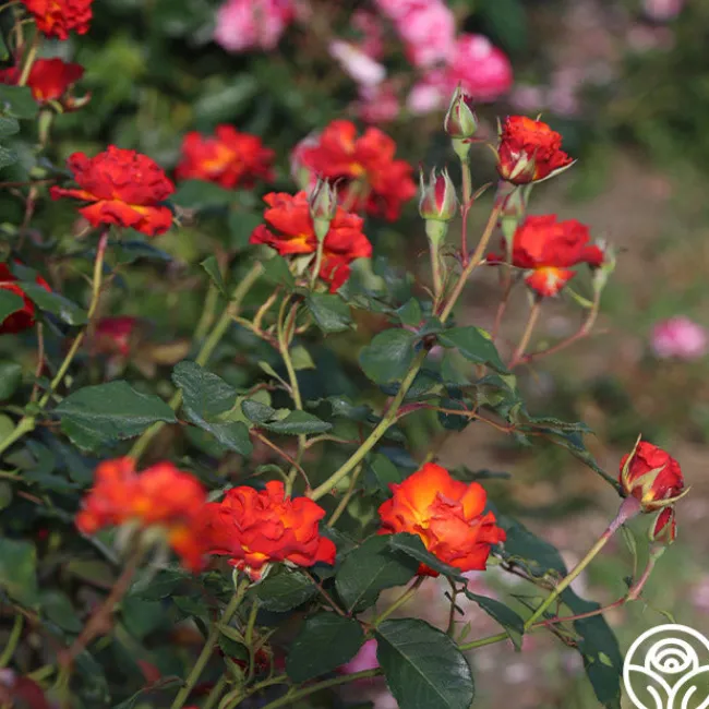 Sunrise At Heirloom™>Heirloom Roses Online
