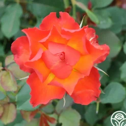 Sunrise At Heirloom™><noscript><img width=
