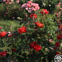 Sunrise At Heirloom™><noscript><img width=