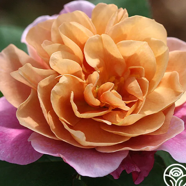 Sunset Tones Bouquet Collection>Heirloom Roses New