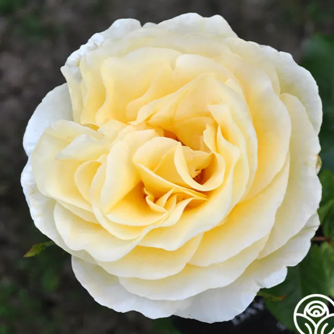 Sunshine Daydream™>Heirloom Roses Outlet