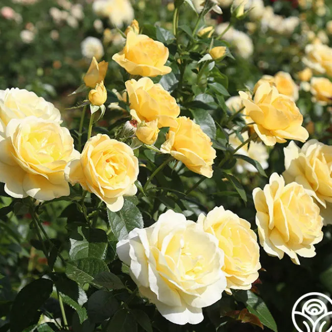 Sunshine Daydream™>Heirloom Roses Outlet