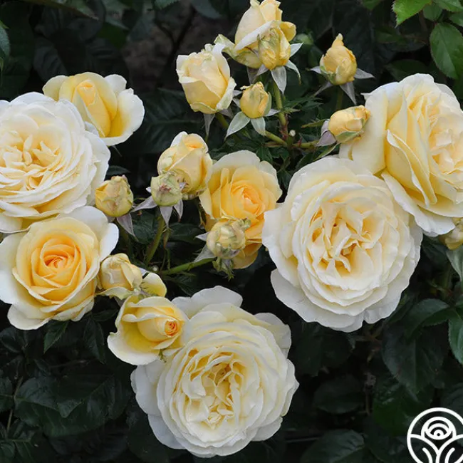 Sunshine Daydream™>Heirloom Roses Outlet