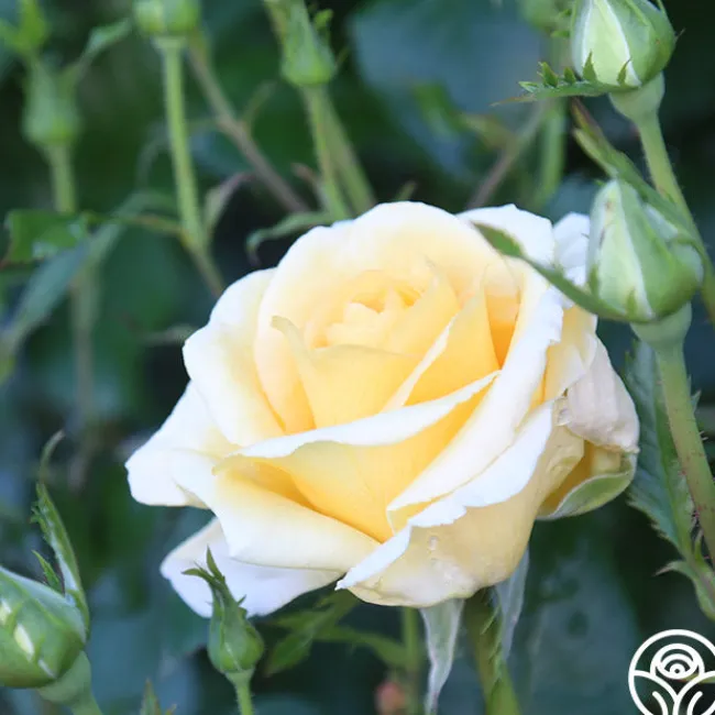 Sunshine Daydream™>Heirloom Roses Outlet