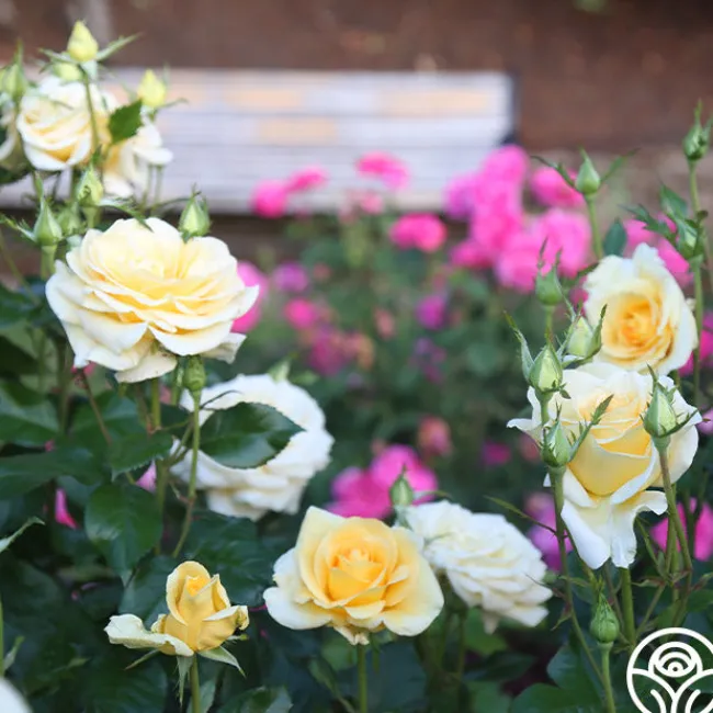 Sunshine Daydream™>Heirloom Roses Outlet