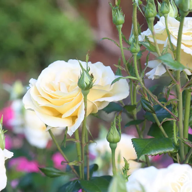 Sunshine Daydream™>Heirloom Roses Outlet