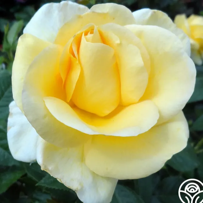 Sunshine Daydream™>Heirloom Roses Outlet