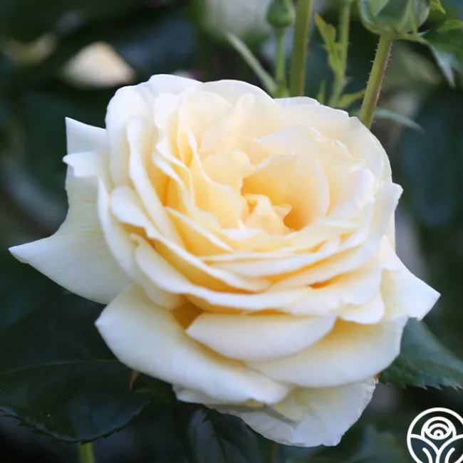 Sunshine Daydream™>Heirloom Roses Outlet