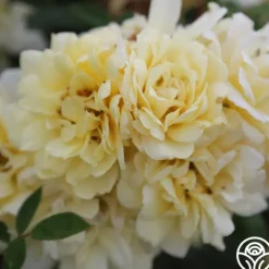 Sunshine Sally>Heirloom Roses Best