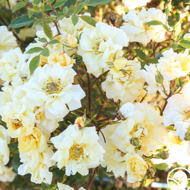 Sunshine Sally>Heirloom Roses Best