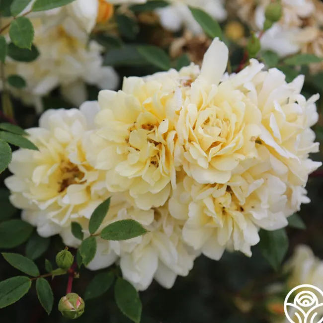 Sunshine Sally>Heirloom Roses Best