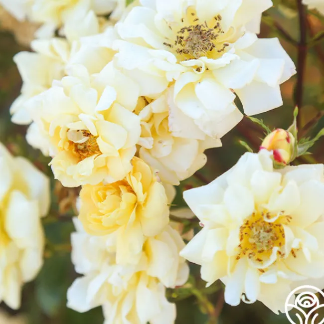 Sunshine Sally>Heirloom Roses Best