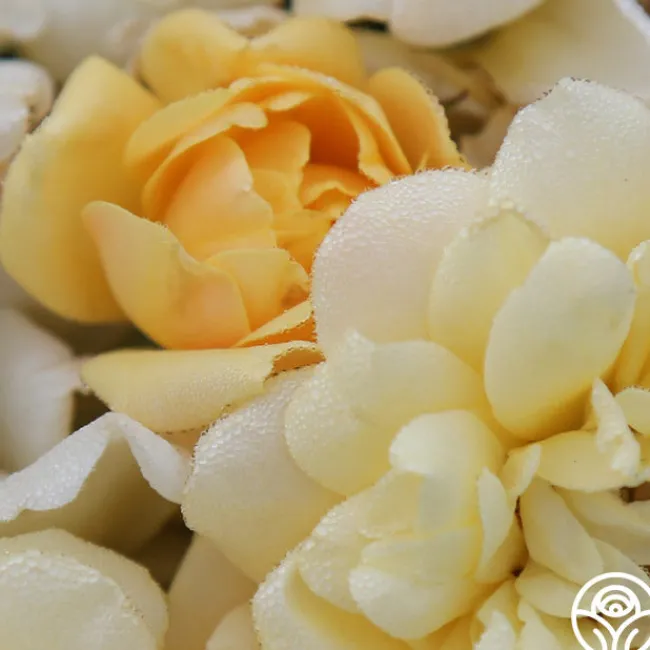 Sunshine Sally>Heirloom Roses Best