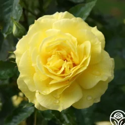 Sunsprite>Heirloom Roses Sale