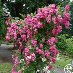 Super Dorothy®>Heirloom Roses Clearance