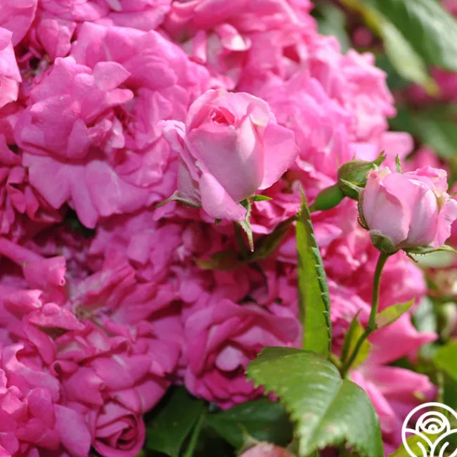 Super Dorothy®>Heirloom Roses Clearance
