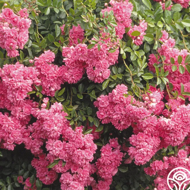 Super Dorothy®>Heirloom Roses Clearance