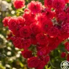 Super Elfin>Heirloom Roses Discount