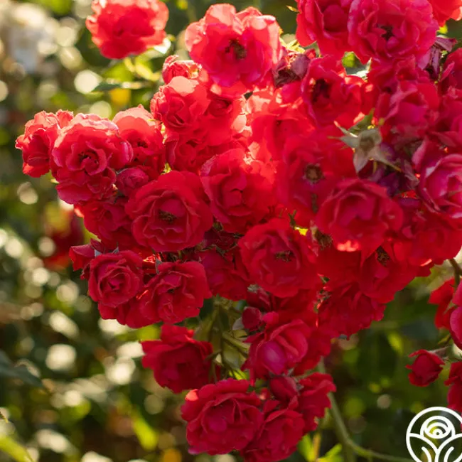 Super Elfin>Heirloom Roses Discount