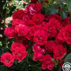 Super Elfin>Heirloom Roses Discount