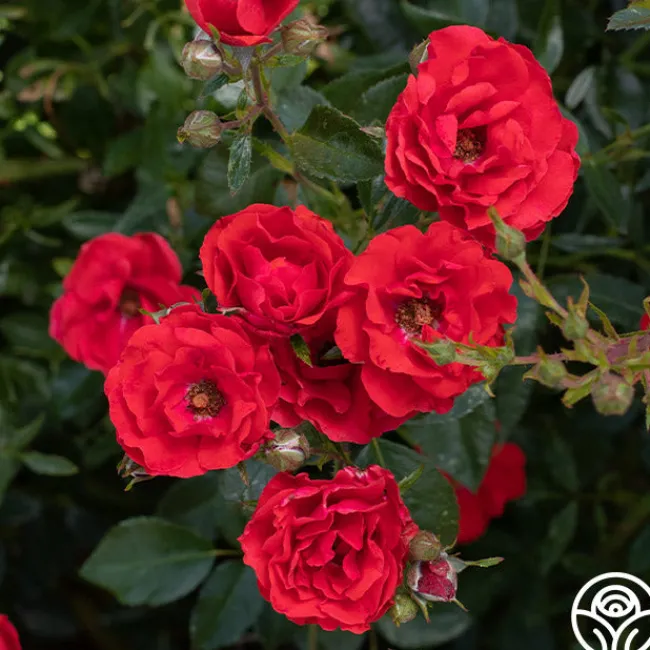 Super Elfin>Heirloom Roses Discount