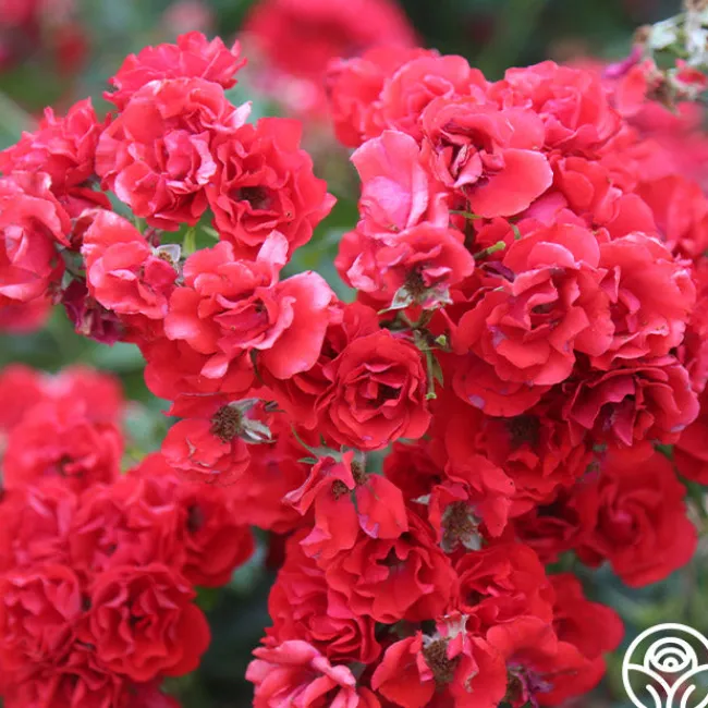 Super Elfin>Heirloom Roses Discount