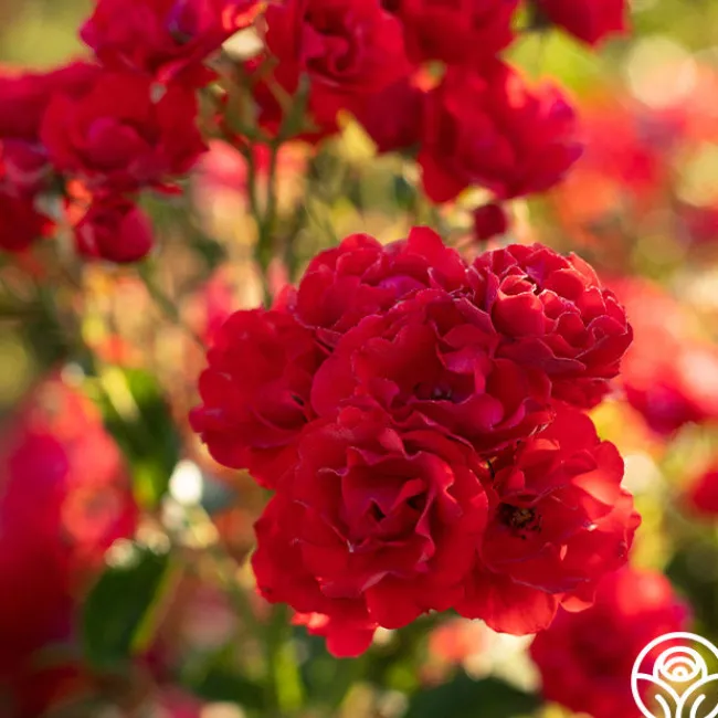 Super Elfin>Heirloom Roses Discount