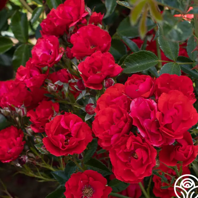 Super Elfin>Heirloom Roses Discount